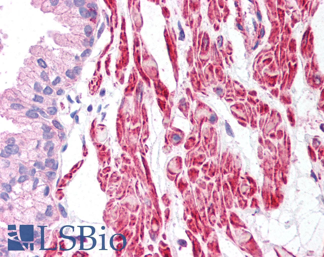 IHC-plus™ ACTB / Beta Actin Antibody