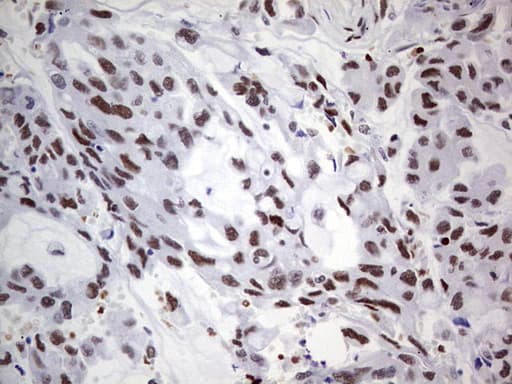 Monoclonal Mouse anti-Human C14orf166 Antibody (clone OTI4A3, IHC, WB)