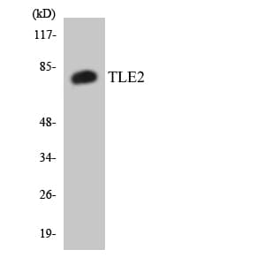 TLE2 Antibody (aa165-214)