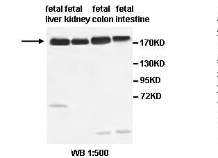 ABCC2 / MRP2 Antibody