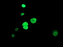 HDAC1 Antibody (clone OTI2E9)