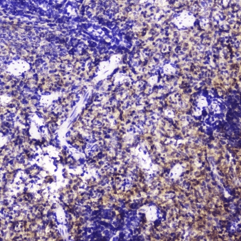 TLN1 / Talin 1 Antibody