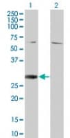 RGS18 Antibody (aa30-48)