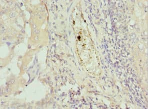 C8orf4 Antibody