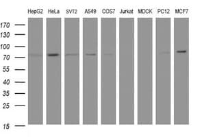 IHC-plus™ Complement C1s Antibody (clone 2A8)