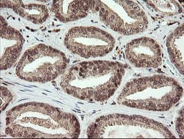 FAM164A / CGI-62 Antibody (clone OTI4G2, Carrier-free)