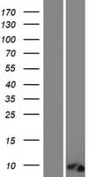 Human C12orf73 Protein (Over-Expression Lysate Myc-DDK (Flag))