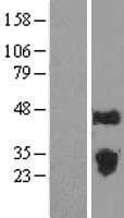 ILEI / FAM3C Protein (Over-Expression Lysate Myc-DDK (Flag))