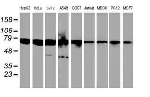 SPINT1 / HAI-1 Antibody (clone OTI4H2)