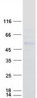 Human PCED1B Protein (Recombinant Myc-DDK (Flag))