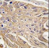 SIGLEC5 / CD170 Antibody (aa8-39)
