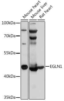 EGLN1 / PHD2 Antibody