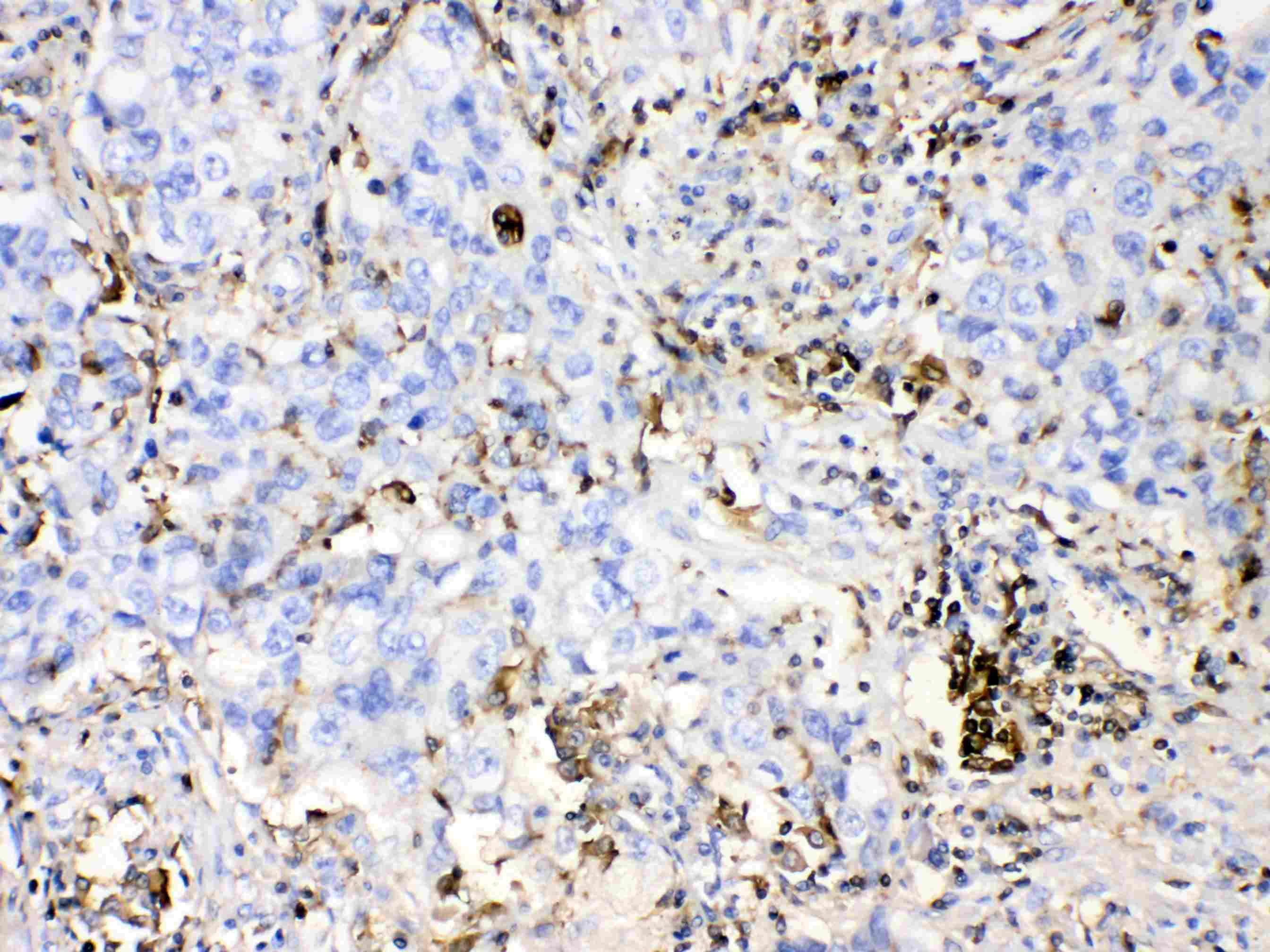 DHODH Antibody