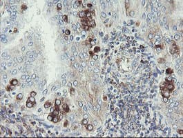 Monoclonal Mouse anti-Human TMEM173 / STING Antibody (clone 1A7, Carrier-free, IHC, WB)