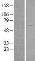 BAIAP2 / IRSP53 Protein (Over-Expression Lysate Myc-DDK (Flag))