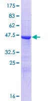 Human Cnpy2 / TMEM4 Protein (Recombinant GST)