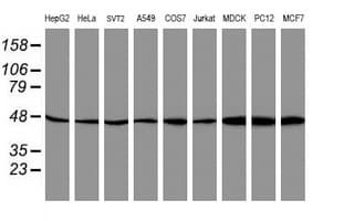 ATG3 Antibody (clone OTI3H2)