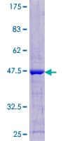 Human LAIR2 / CD306 Protein (Recombinant GST)