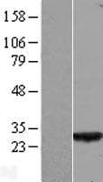 COA7 / SELRC1 Protein (Over-Expression Lysate Myc-DDK (Flag))