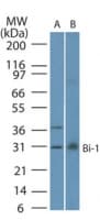 Monoclonal Mouse anti-Human TMBIM6 / Bax Inhibitor 1 Antibody (clone 20F248, WB)