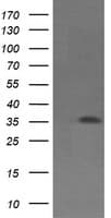 CD1C Antibody (clone OTI1E10)
