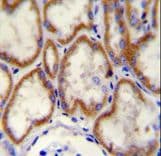 CUX1 / CASP Antibody (aa1347-1374)
