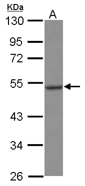HSPA13 Antibody