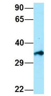 EIF3I / EIF3S2 Antibody (aa183-232)
