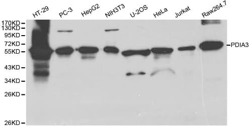 PDIA3 / ERp57 Antibody