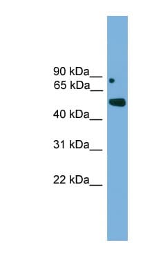 IRX5 Antibody (aa191-240)