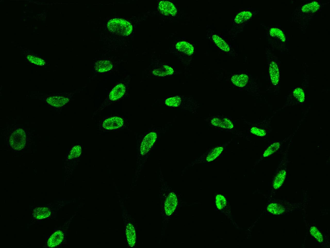 NSL1 Antibody (Preservative Free)
