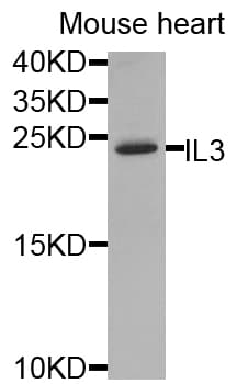IL3 Antibody