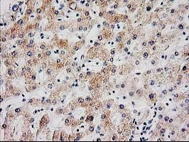 SERPINB13 / HUR7 Antibody (clone OTI2B6)