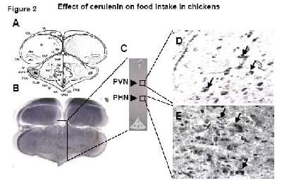 IHC-plus™ FASN / Fatty Acid Synthase Antibody (N-Terminus)