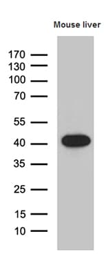 LIMS2 Antibody (aa1-363, clone OTI5H8)