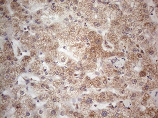Monoclonal Mouse anti-Human RORB / ROR Beta Antibody (clone OTI1G1, aa1-260, IHC, WB)