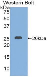CXCL16 Antibody (aa46-242)