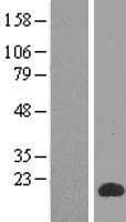 SPACA3 Protein (Over-Expression Lysate Myc-DDK (Flag))