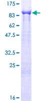 Human TTC12 Protein (Recombinant GST)