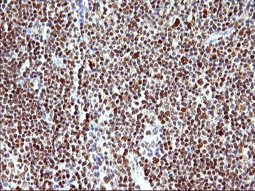 POLR3GL Antibody (clone OTI5E8, Carrier-free)