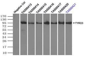 TYRO3 Antibody (clone OTI9B12)