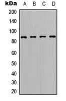 Polyclonal Rabbit anti-Human BCL6 Antibody (C-Terminus, IHC, WB)