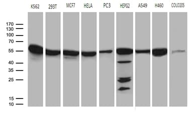 CCT4 / SRB Antibody (clone OTI4C9)