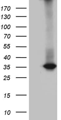 RWDD3 Antibody (aa1-267, clone OTI8B3)