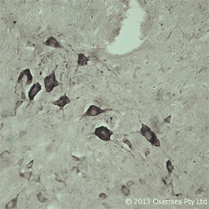 Polyclonal Rabbit anti-Rat VPS45 Antibody (Internal, IHC, WB)
