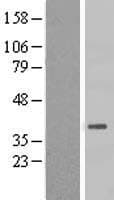 HSD3B7 Protein (Over-Expression Lysate Myc-DDK (Flag))