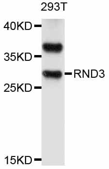 Polyclonal Rabbit anti-Human RHOE / RND3 Antibody (WB)