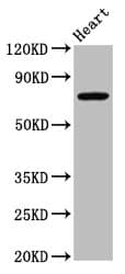 NOD8 / NLRP10 Antibody