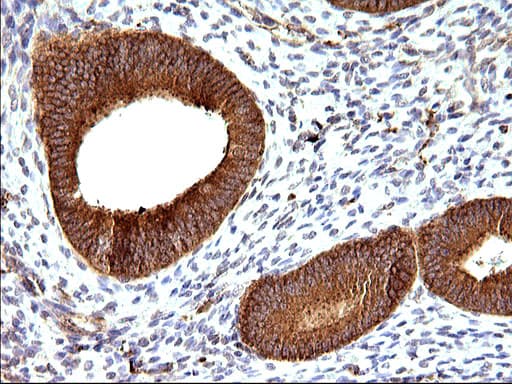 SCAMP2 Antibody (clone OTI2F1)