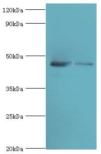 Polyclonal Rabbit anti-Human DAP3 Antibody (aa159-398, IHC, WB)
